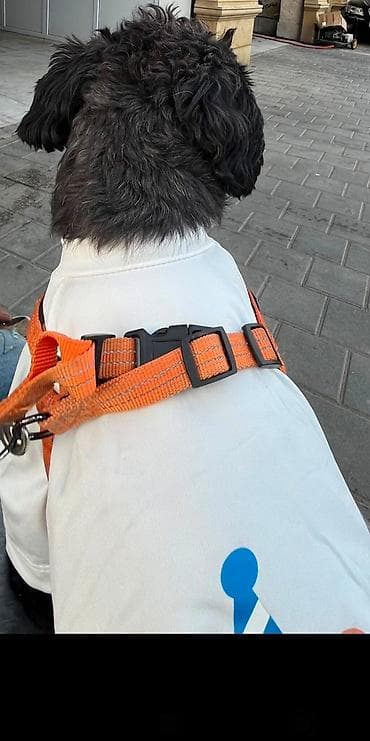 maltipoo f1: 1 yaş 7 aylıq Maltipoo cinsi cütləşdirmək üçün dişi axtarılır hər şeyi — 1