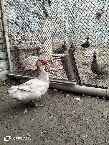 ucuz goyercinler: Məhsul: Musk ördəkləri (hind ördəyi) Təsvir: - Şəkillərdə müxtəlif — 2