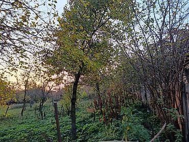 13 sot, Tikinti, Mülkiyyətçi, Kupça (Çıxarış)
