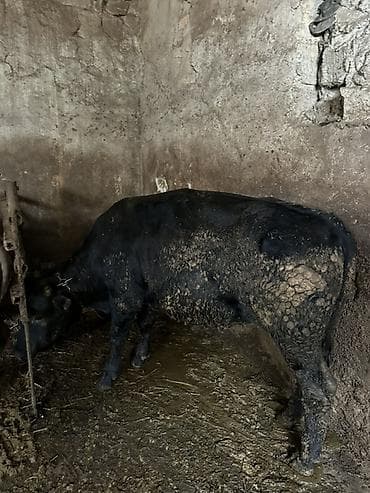 erkek: Iri heyvandi uzun Super Erkek dana Qara rəngli erkək heyvan — 6