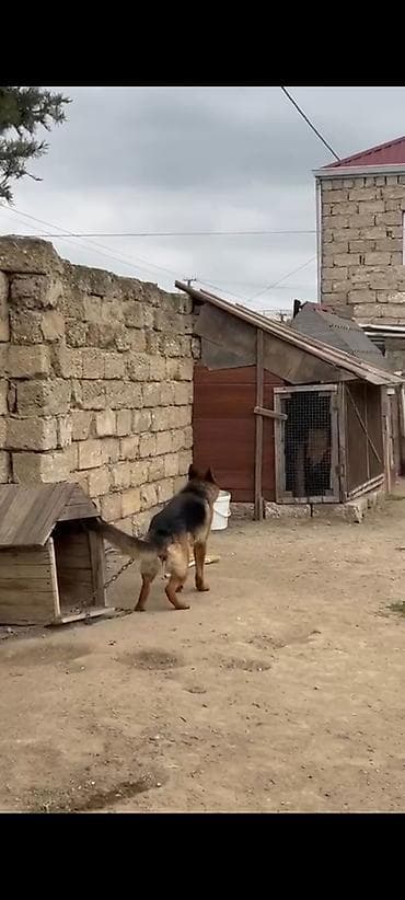 ev iti satilir: Salam temiz sort pasatkali dişidi cox kamandalari bilir hele dogmuyub — 6