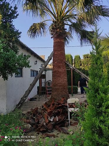 suni bitki: 🌴 Palma ağaclarının peşəkar təmizlənməsi və formaya salınması! 🌴 ✔ — 1