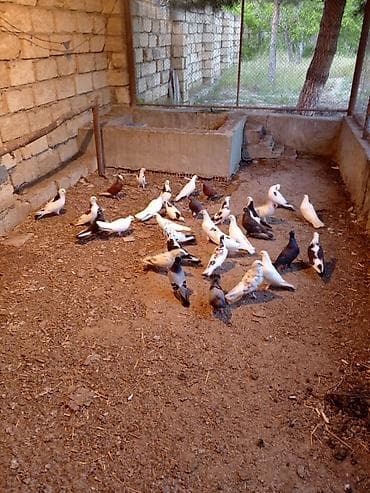 ucuz itlerin satisi: Hamsın tergidirem 30 35 quşdu damda xırda bala da var yuxurta da var — 3