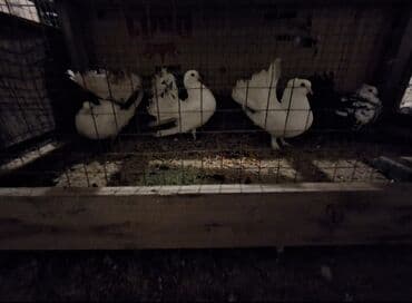 Chevrolet: Məhsul: Bəzək göyərçinləri (fantail tipli) Təsvir: - Şəkillərdə — 2