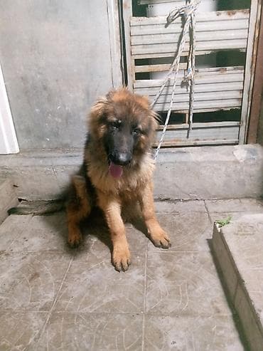 çin iti: Alman çoban iti, 5 ay, Peyvəndli — 2