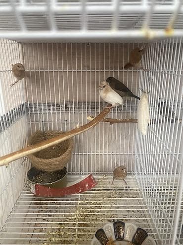 Pişiklər: 5 eded bengal 
Qiymet 5 aitdi
Qefes SATILMIR — 1