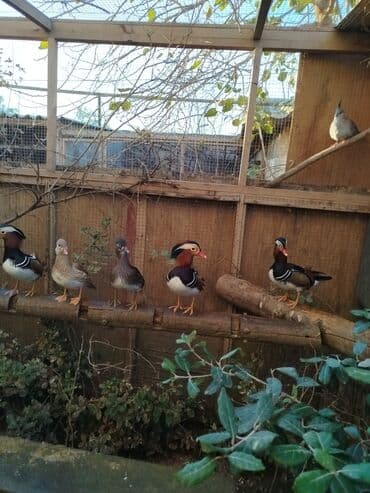 ağ ördək: Mandarin ördəkləri – dekorativ su quşları - Növ: Mandarin (Aix — 4