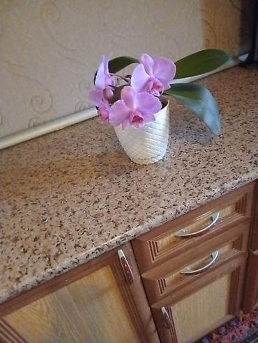 bitki guli: Filoden­dron (Phalaenopsis) orkide – açıq bənövşəyi çiçəklərlə - — 1