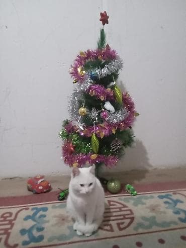 pisi: Erkək, Yaxşı əllərə, Ünvandan götürmə, Ödənişli çatdırılma — 4