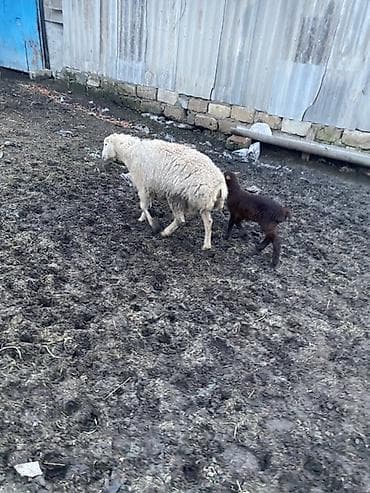 ördək balası: 6 dene balali qoyun 2 si ekiz di 4 du tek . Kom 6 qoyun 8 quzu — 2