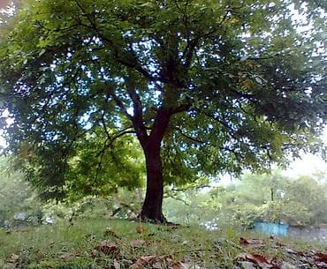 6 sot, Kupça (Çıxarış)