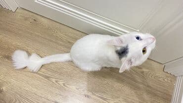 Gəmiricilər: Türk anqora, Yaxşı əllərə — 3