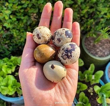 saatlar type 1: Məhsul: Bildirçin yumurtası ededi:20 qepik Təsvir: - Təmiz, təbii — 1