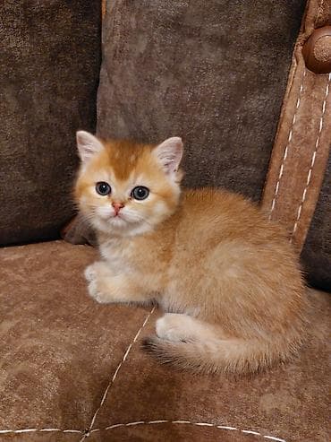 pişik 1 azn: Qızıl şinşilla — 2