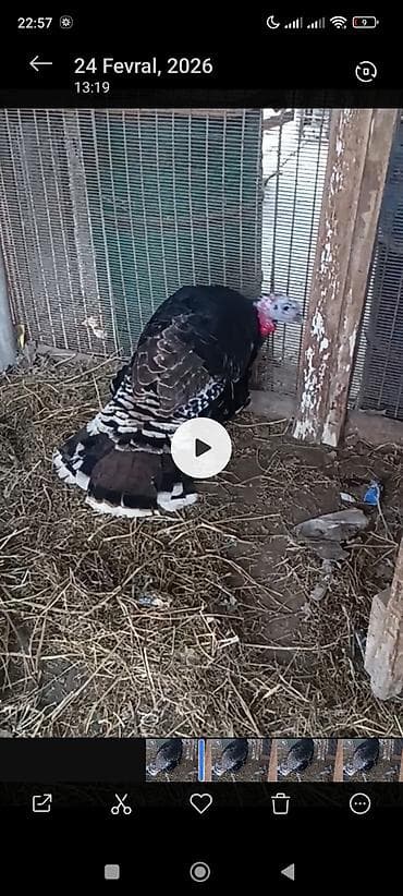 Erkək, Amerika, Damazlıq