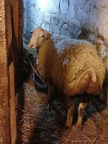 erkek dana satilir: Əla kökdu erkey qoc — 1