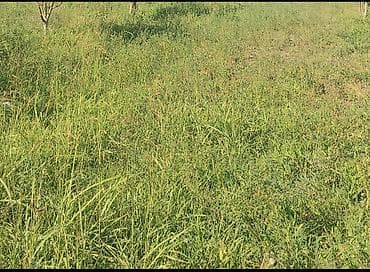 Mənzillər: Kənd təsərrüfatı — 5