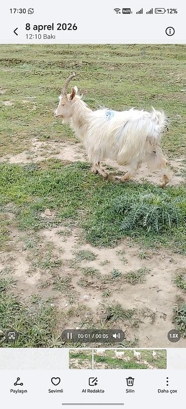 keçi satışı: Dişi keçidi 1 qarln dogub balası esek vurub ölüb balasi süd de verir — 3