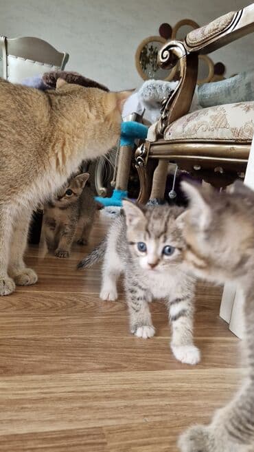 золотая шиншилла котенок: Britan, Dişi, Yaxşı əllərə — 7