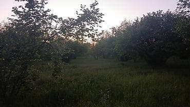 melisa parkda kiraye evler: 30 sot, Kənd təsərrüfatı — 5
