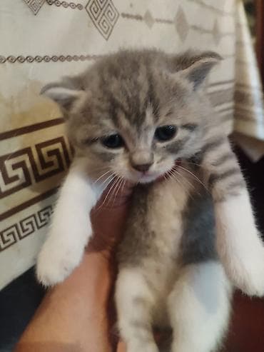 shih tzu stenci: Dişi, Yaxşı əllərə — 1