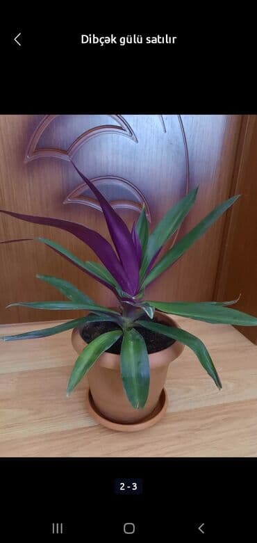 gül toxum satışı: Otaq bitkiləri — 4