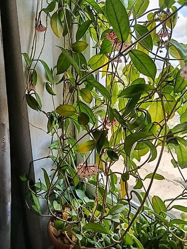 gül hediye: Hoya carnosa (Vaxtı-vaxtında çiçəkləyən mum gül) – sarmaşıq tipli otaq — 3
