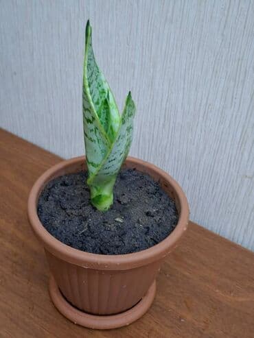 Bitkilər: Sansevieriya "Laurentii" Kök atmış sansevieriya (qaynana dili) — 3