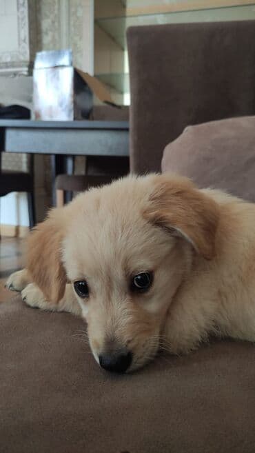 golden retriever qiyməti: Retriever, 4 ay, Dişi, Pulsuz çatdırılma — 1