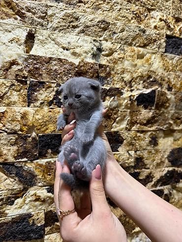 Şotland yastı qulaq, Dişi