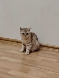 britain pişik: Britan, Dişi, Ünvandan götürmə — 4