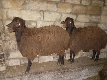 qoyun satan: Erkək, Qala, il: 1, 85 kq, Damazlıq, Südlük, Ətlik, Ünvandan götürmə, Ödənişli çatdırılma — 9