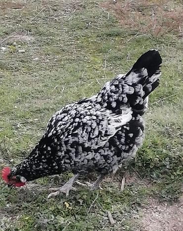 yaponka cuce: Toyuq, Damazlıq, Ünvandan götürmə, Ödənişli çatdırılma — 9