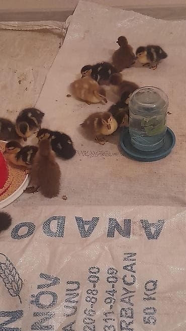 Птицы: Krasnadar zümrüdü 22dene bala 5 m — 2