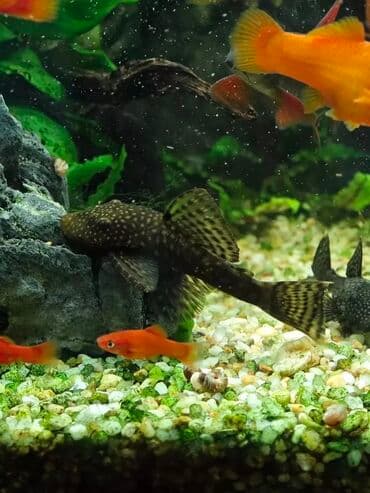 Ansistrus, Sülhsevər, Pulsuz çatdırılma