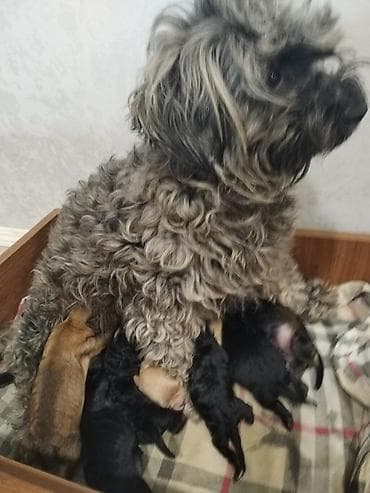 1 ay, Peyvəndli, Ödənişli çatdırılma