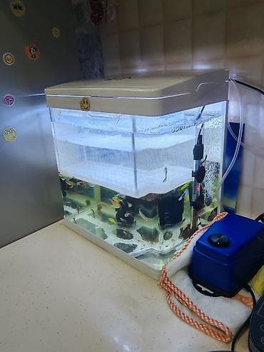 akvarium baliqlari haqqinda melumat: Akvaryum dəsti – LED işıqlı, içində 20 den çox quppy balıq və danio — 2