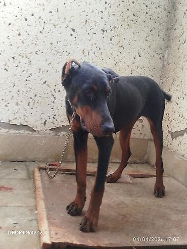 it wekli: Doberman, 7 ay, Dişi, Peyvəndli, Ünvandan götürmə — 2