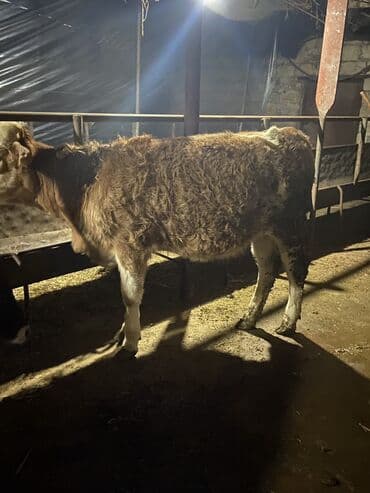 Damazlıq duye Simental sortu anası 25-30 litr sud verir