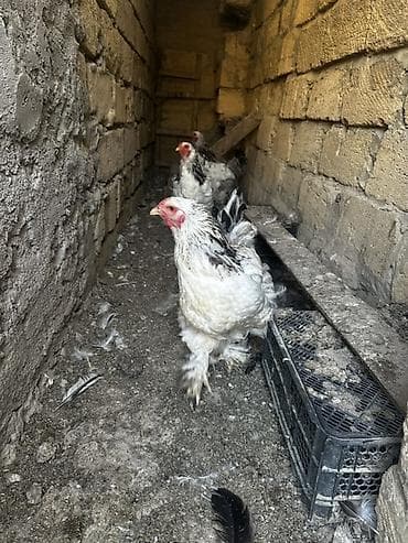 ana bala inək: Layt Brama toyuqlar 3 eded — 2