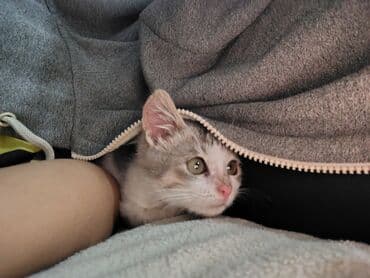 bala pişik adları: Yaxşı əllərə — 2