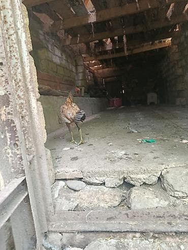 balaca it: Toyuq, Damazlıq — 10