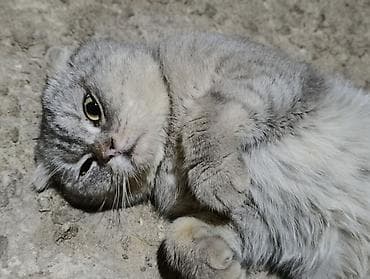 Птицы: Шотландская, Самец, В добрые руки, Самовывоз, Платная доставка — 2