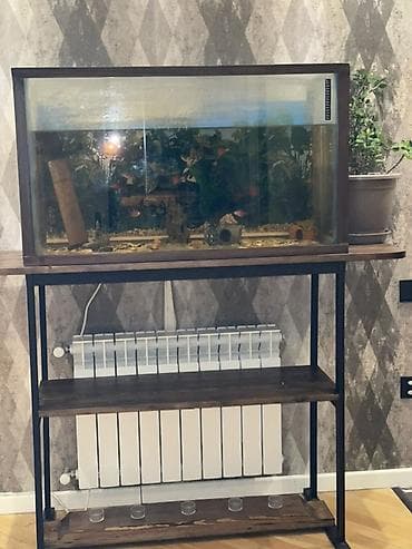 Akvaryum və stend dəsti - Geniş şüşə akvaryum: düz bucaqlı forma, ön