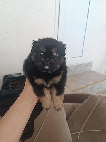 heyvan bazarı: Pekines — 4