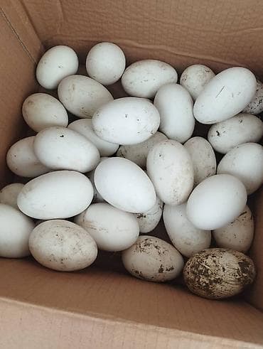 Pişiklər: Çin qazı və yumurtaları satıram.Çəkisi4-5 kq olur.Çox məhsuldar qazdı — 3