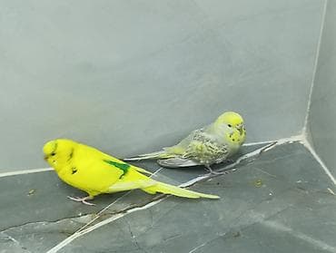 tutuquşu cex: Məhsul: Dalmatin və parlaq sarı rəngli cüt dalğalı tutuquşu (nimfa — 3