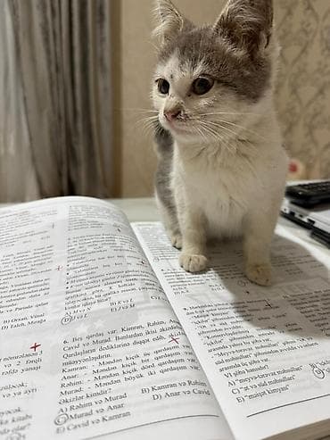 ağ pişik: Yaxşı əllərə — 10