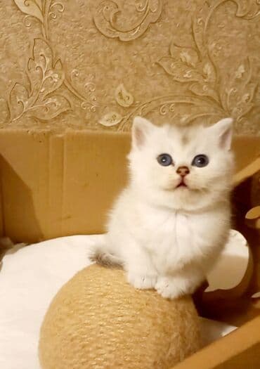 etibarlı əllərə verilir: Britan, Erkək, Dişi, Yaxşı əllərə, Ünvandan götürmə — 2