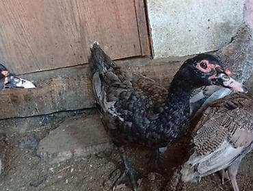 derzi quşu: Salam hazir çüt lal ördekler satiram 5 ayliqdilar çütleşirler dişi — 7